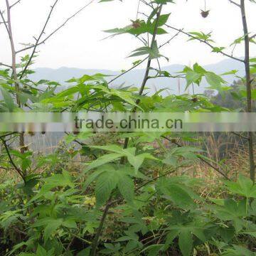 OEM Service Wild Rubusoside Sweet Tea Extract Sweet Tea Leaf Natural Sweetener OEM Service