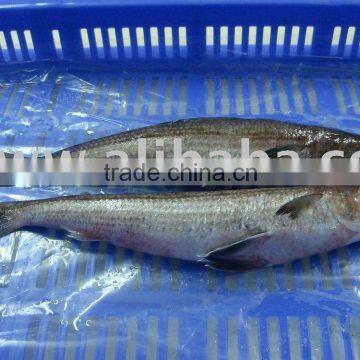 Lizard Fish Whole Round Semi IQF Indian