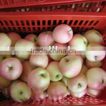 Fresh Royal Gala Apple