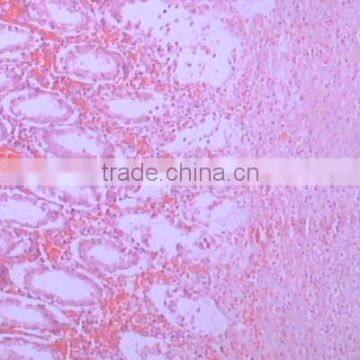 High quality medical parasitology prepared slides sets