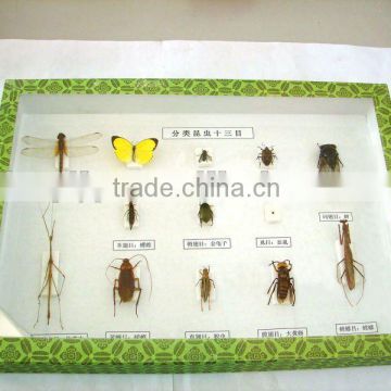 insect specimens,laboratory preserved specimen,13 kinds of insects for scientific research, teaching