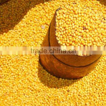 Yellow Mustard Seed photo-2