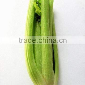 IQF celery slice/frozen celery for export