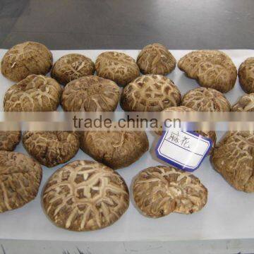 Dried Flower Mushroom Brown