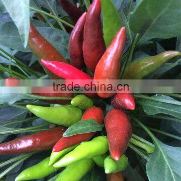 Upright Single Hot Pepper/Chilli Seed Huo Xing No.1 photo-4