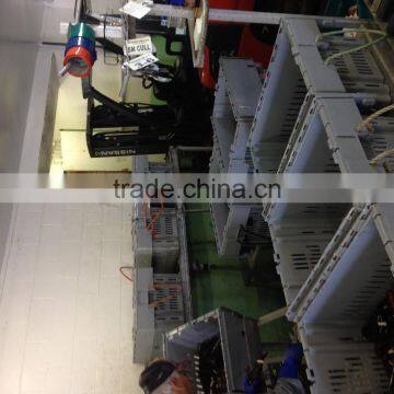 Live Canadian Lobster photo-6