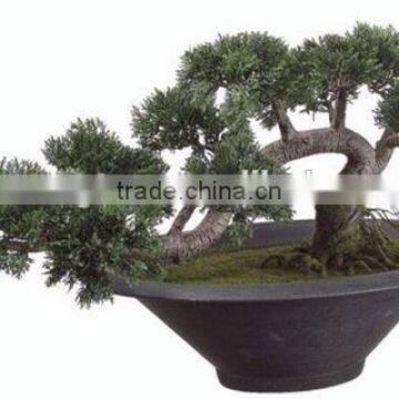 Indoor Cedar Bonsai Tree Topiary Cypress Pine From Chinese Designer photo-3