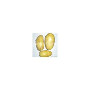 Potato