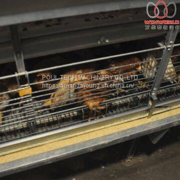 Haiti Poultry Chicken Farm - H Type Automatic Chicks Cage System with Automatic Feeding Machine in Brooding Room