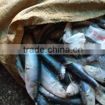 New Coming Frozen Sardine Fish for Feeding 8.5KG / CTN photo-3