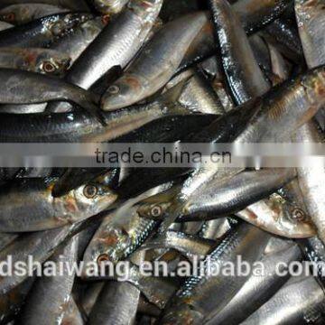 Frozen Sardine Fish Whole Round photo-3