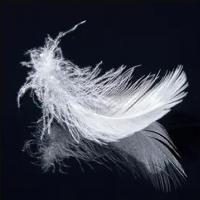 Feather and Down