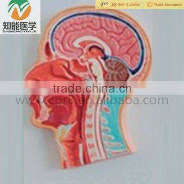 Human Anatomical Cross Section Head model