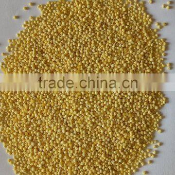 yellow millet for sale