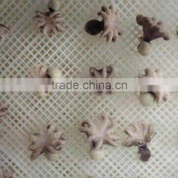 frozen baby octopus flower type octopus