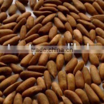 Roasted Pine nuts , Cooked Pine nuts in shell , Pine nuts , chilgoza