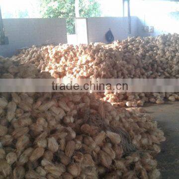 Dry Coconuts photo-3