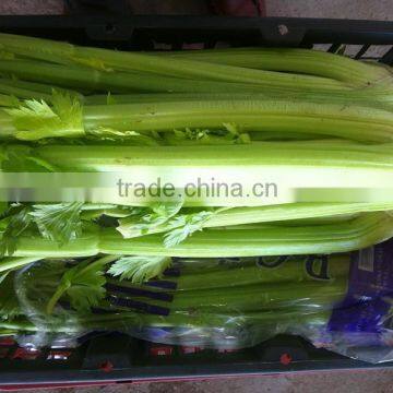 Chinese Fresh Celery photo-2