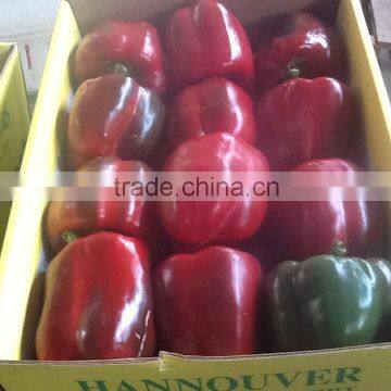 Fresh Capsicum