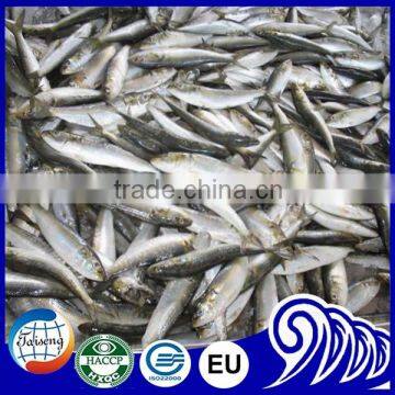 PRICE FROZEN SARDINE FISH WHOLE ROUND