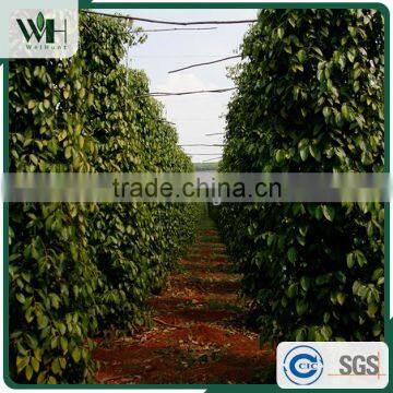 Vietnam Organic Black Pepper Pgi-570 With International Price photo-5
