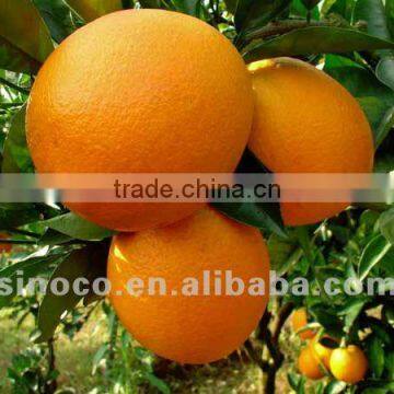 Jiangxi Navel Orange