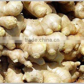 Dried Ginger