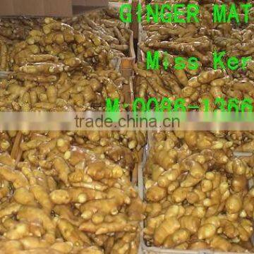 chinese fresh fat ginger