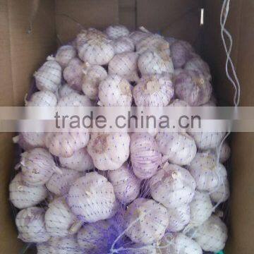 Natural White Fresh Garlic photo-6