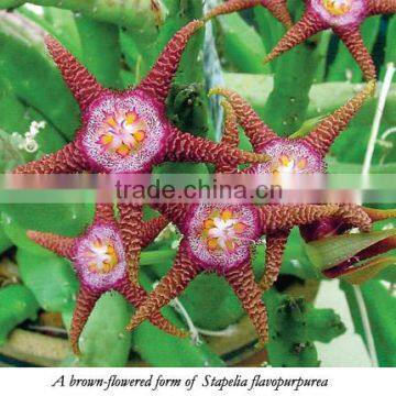 Stapelia species Stapelia Star Fish Flower Star Flower