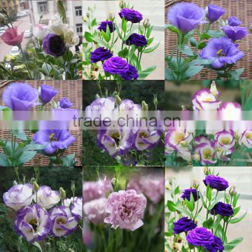 High quality Lisianthus flower seeds Eustoma grandiflorum seeds for planting