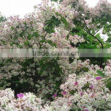 Chinese Beautiful Gardening Flower Tree Lysidice Rhodostegia Seeds For Growing