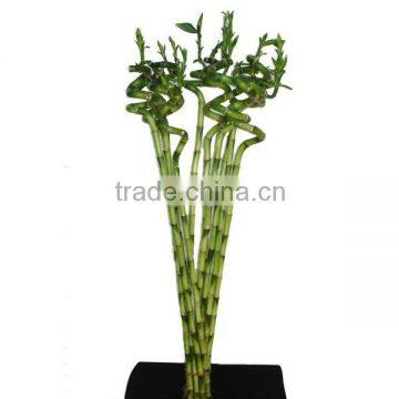 Aquatic Indoor Ornamental Natural Spiral /braided /straight /twist /Tiered Lucky Bamboo