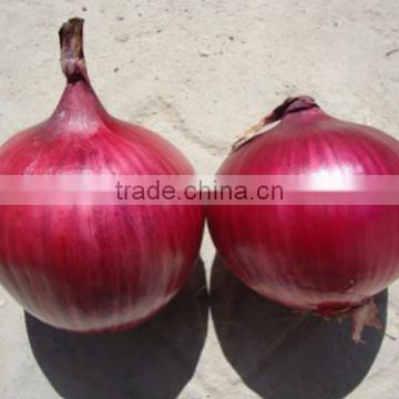 HON02 Indan red OP onion seeds price