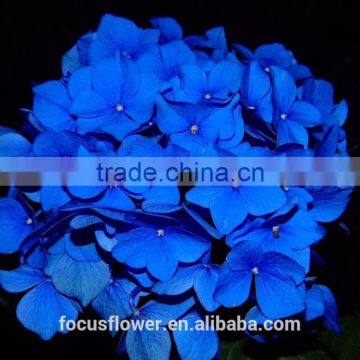 Real Touch Dark Blue Hydrangea Wholesale