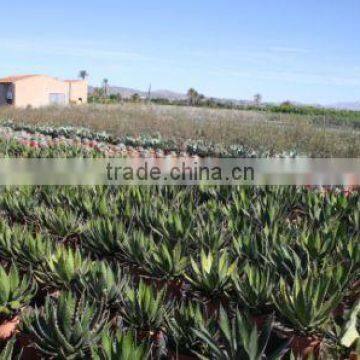 Agave Horrida V. "Perotensis Limon" in 8 Liters Pot photo-4