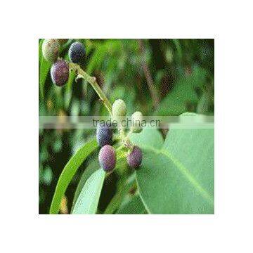 Embelia Ribes photo-2