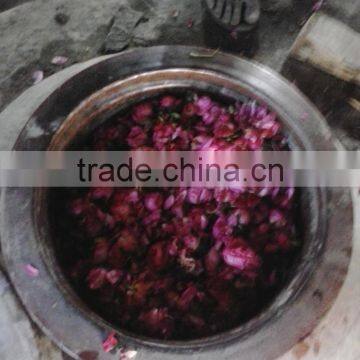 High Quality Natural Rose Oils/Indian Rose photo-2