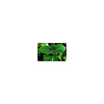 Yohimbe HCl98%(Yohimbe Extract)