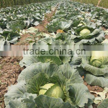 2015 Fresh Tomato Bulk Tomato for Sale photo-4