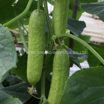 Good Quality High Yield Hybrid F1 Green Cucumber Seeds for Sale