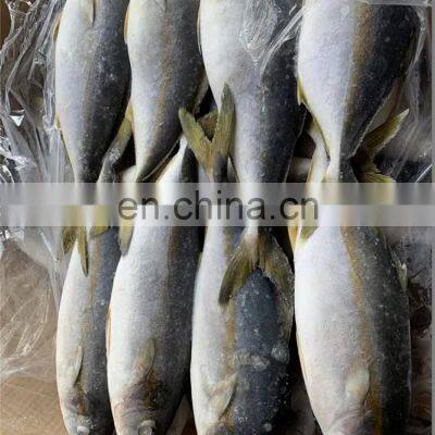 Frozen Yellow Tail Fish Travelly Fish Yellowtail Fish Seriola Quinqueradiata