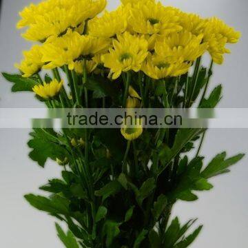 Super quality stylish yellow chrysanthemum flowers