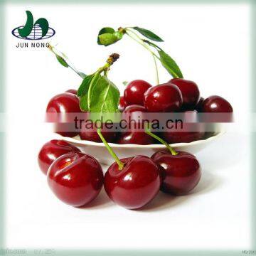 Best price canned dried cherry