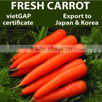 Fresh Carrot - grown by vietnam farmers