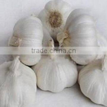 Pure White Garlic photo-4