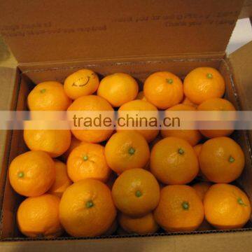 Fresh Tangerine/Mandarin Oranges