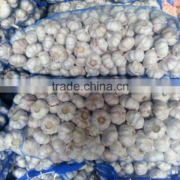 Fresh White Garlic 55-60cm Oganic Fresh Garlic photo-3