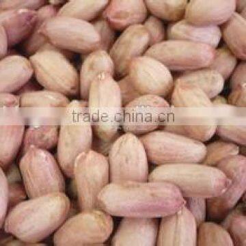 Peanut Kernels in Long Shape for Sale photo-4
