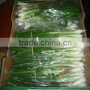 spring onion